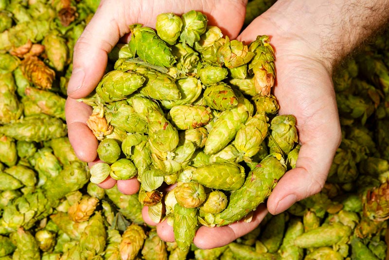 BEER STUFF MADE SIMPLE - HOPPING